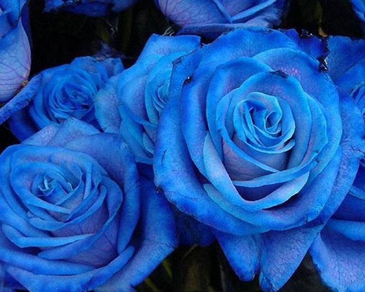 Que significa las rosas azules