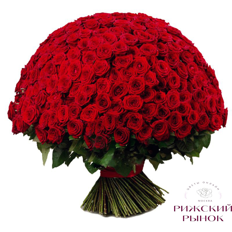 Роза красная Премиум